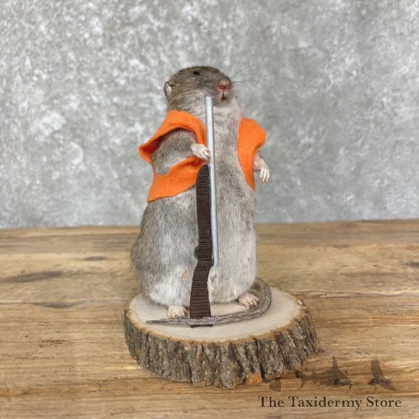 Hunting Rat Novelty Mount For Sale #26634 @ The Taxidermy Store