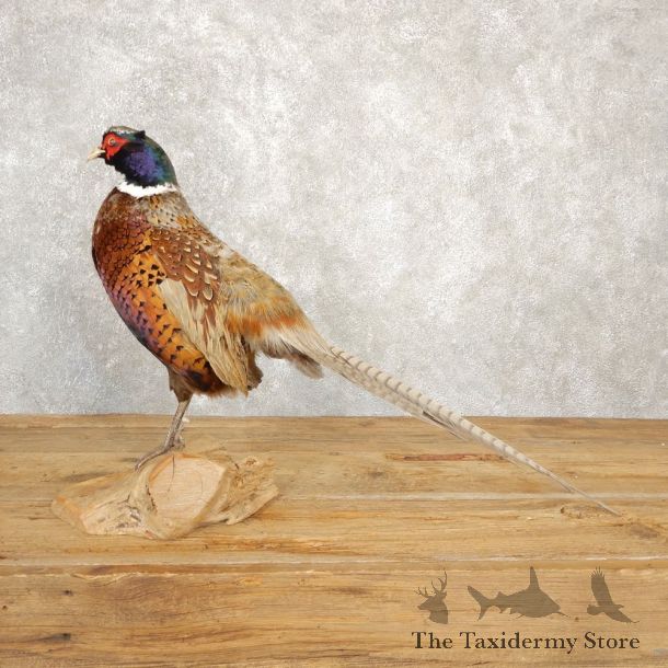 Hybrid Abyssinian Ringneck Pheasant Bird Mount For Sale #20626 @ The Taxidermy Store