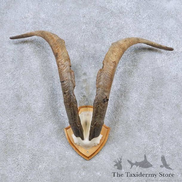 Spanish Ibex Horn Plaque Mount For Sale #14479 @ The Taxidermy Store