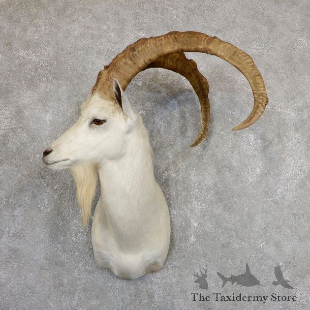 Hybrid Ibex Shoulder Mount For Sale #19630 - The Taxidermy Store