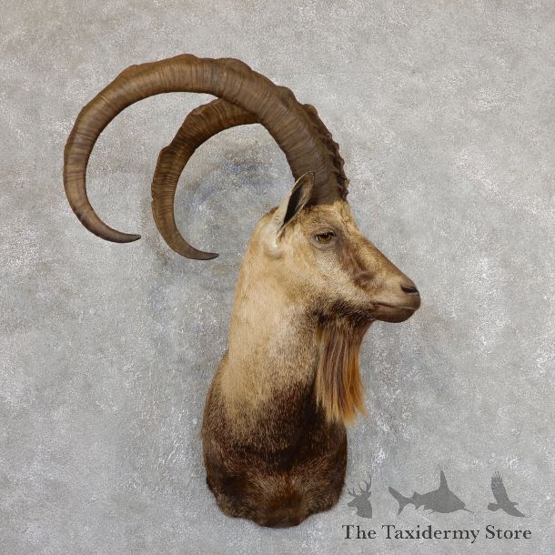 Hybrid Ibex Shoulder Mount For Sale #19631 - The Taxidermy Store