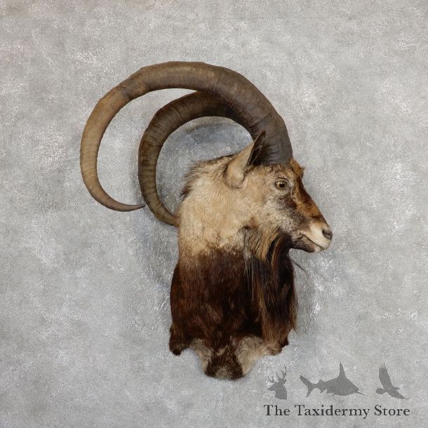Hybrid Ibex Shoulder Mount For Sale #19652 @ The Taxidermy Store