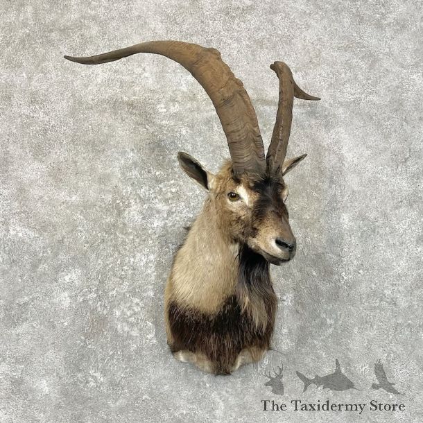 Hybrid Ibex Shoulder Mount For Sale #27794 @ The Taxidermy Store