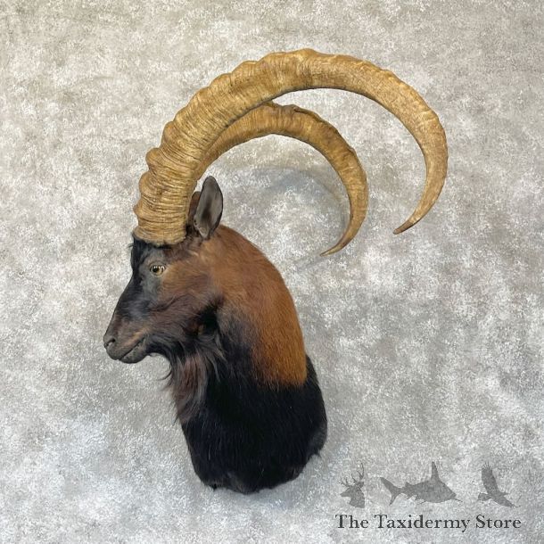 Hybrid Ibex Shoulder Mount For Sale #28281 @ The Taxidermy Store
