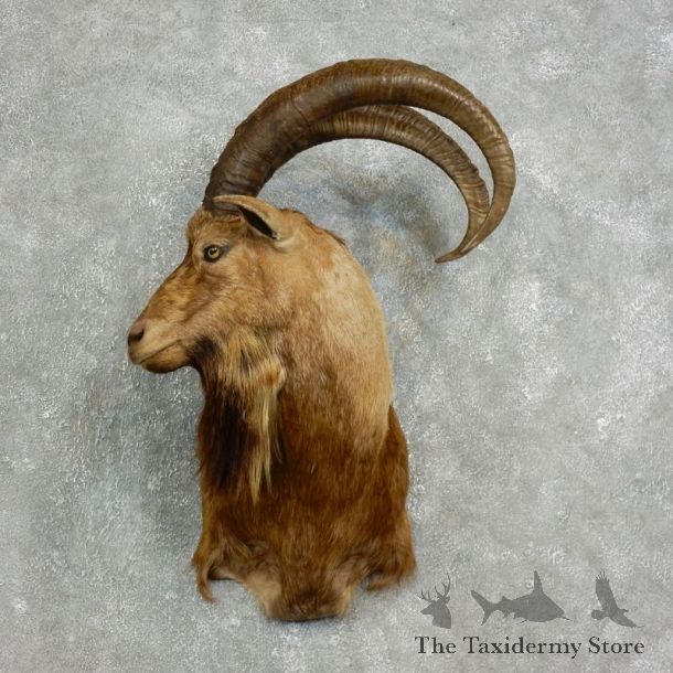 Hybrid Ibex Shoulder Mount For Sale #17634@ The Taxidermy Store