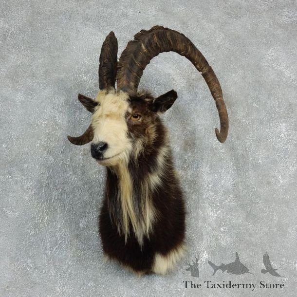 Hybrid Ibex Shoulder Mount For Sale #17913 @ The Taxidermy Store