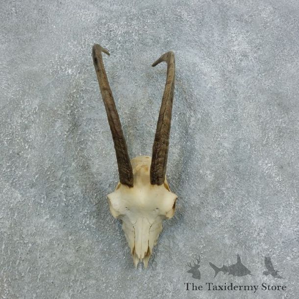 Hybrid Ibex Taxidermy Skull #18446 For Sale @ The Taxidermy Store