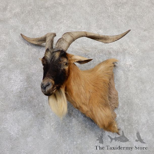 Hybrid Ibex Wall Pedestal Mount For Sale #19345 @ The Taxidermy Store