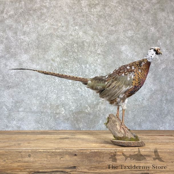 Hybrid Pheasant Bird Mount For Sale #26354 - The Taxidermy Store