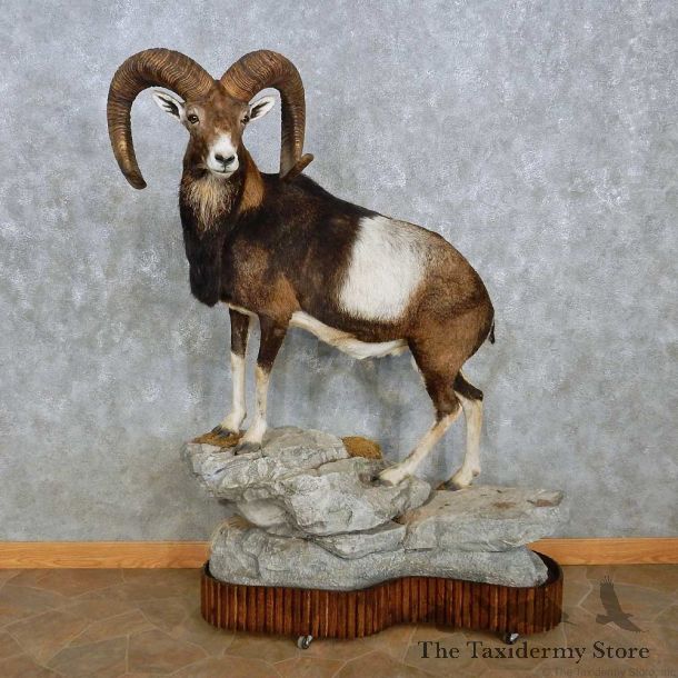 Iberian Mouflon Ram Life-Size Mount For Sale #15117 @ The Taxidermy Store