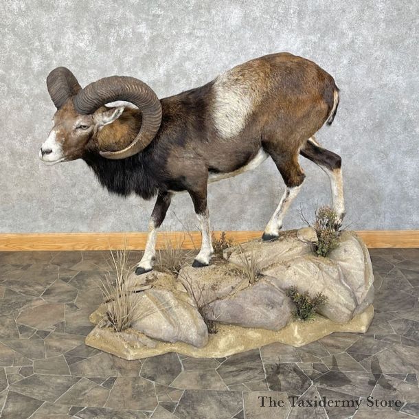 Iberian Mouflon Ram Life-Size Mount For Sale #25438 @ The Taxidermy Store