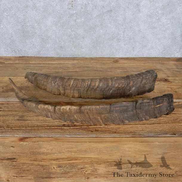 Ibex Horn Set For Sale #14958 @ The Taxidermy Store
