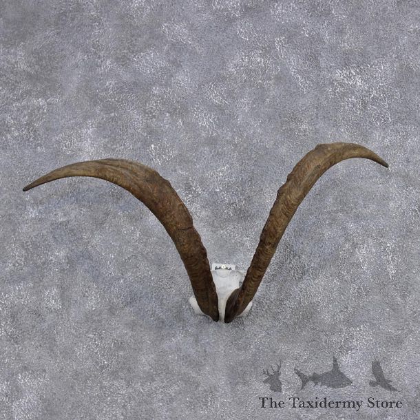 Hybrid Ibex Taxidermy Horns #10537 For Sale @ The Taxidermy Store