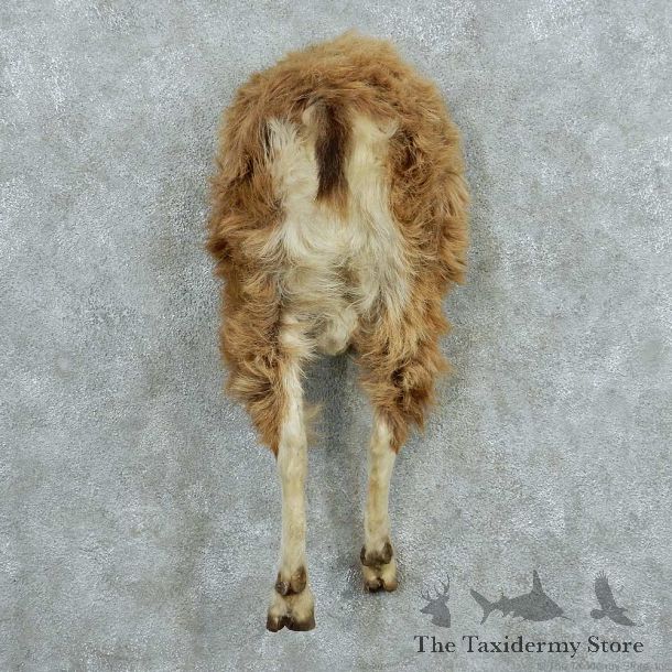 Alpine Ibex Half Life Size Rump Mount #13792 For Sale @ The Taxidermy Store