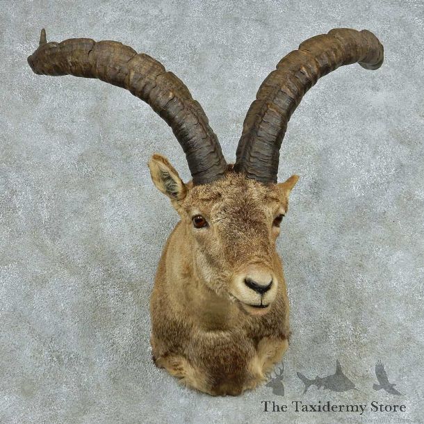 Gredos Ibex Shoulder Taxidermy Mount #13680 For Sale @ The Taxidermy Store