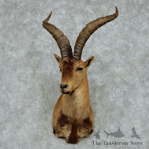 Spanish Ibex Shoulder Taxidermy Mount #13132 For Sale @ The Taxidermy Store