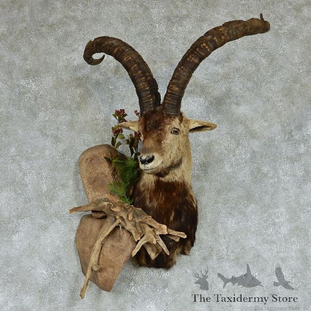 Beceite Ibex Shoulder Taxidermy Mount #13132 For Sale @ The Taxidermy Store