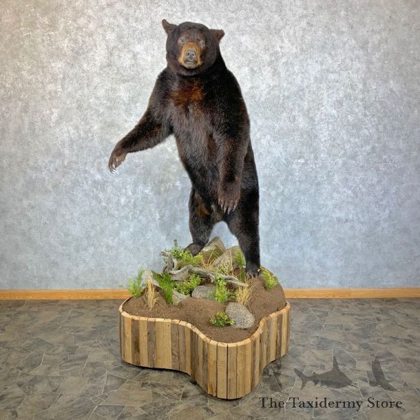 Glacier Bear Life-Size Taxidermy Mount For Sale #23540 - The Taxidermy Store