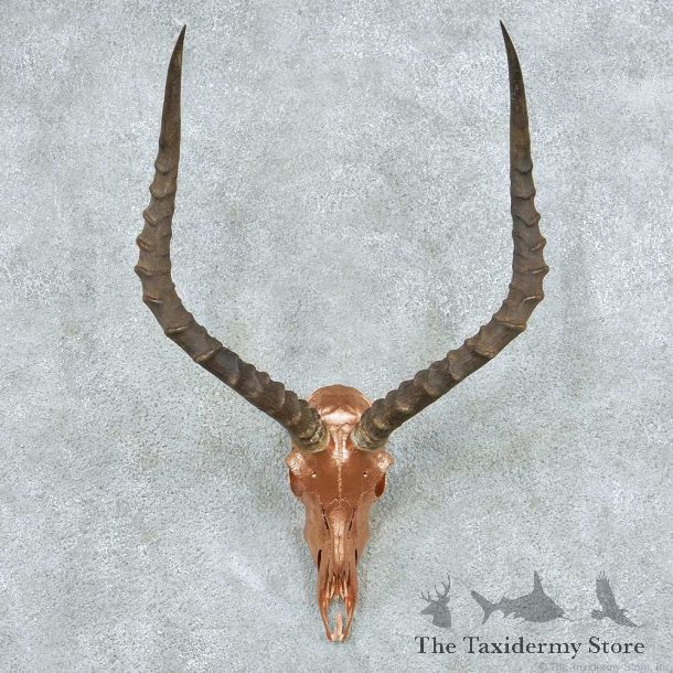 Impala Skull Horns European Mount #13820 For Sale @ The Taxidermy Store