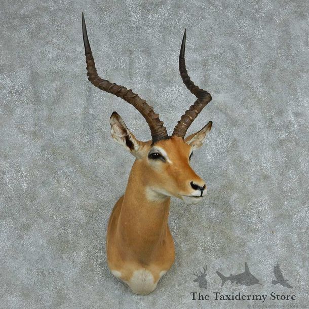 African Impala Shoulder Mount #13723 For Sale @ The Taxidermy Store