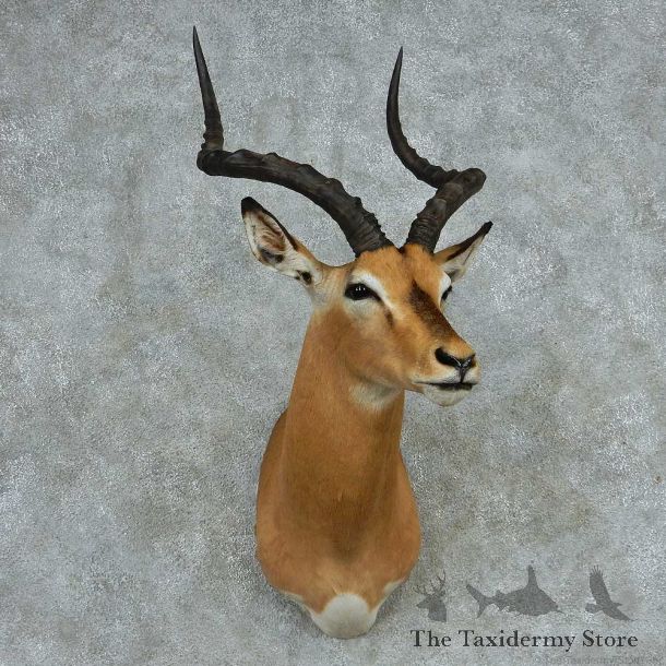 African Impala Shoulder Mount #13724 For Sale @ The Taxidermy Store