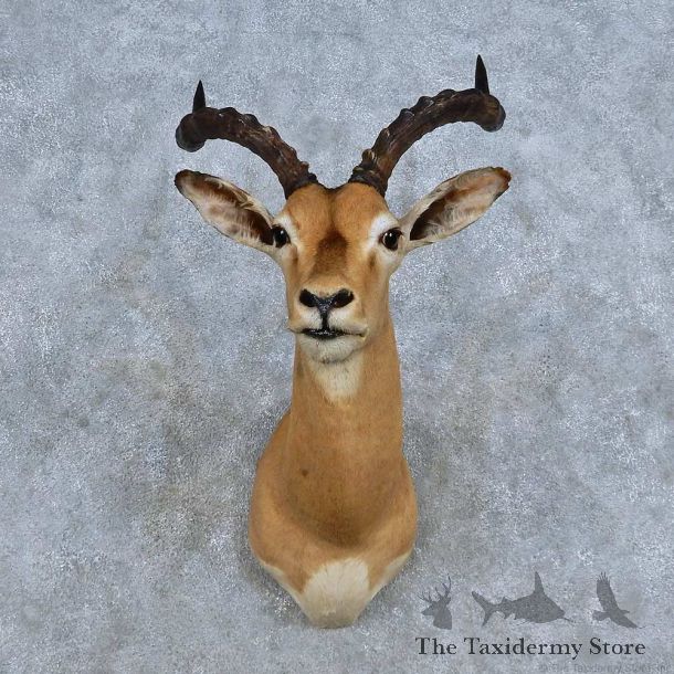 African Impala Shoulder Mount For Sale #14330 @ The Taxidermy Store