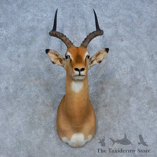 African Impala Shoulder Mount For Sale #15326 @ The Taxidermy Store