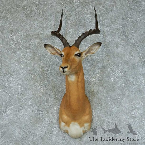African Impala Taxidermy Shoulder Mount #13414 For Sale @ The Taxidermy Store