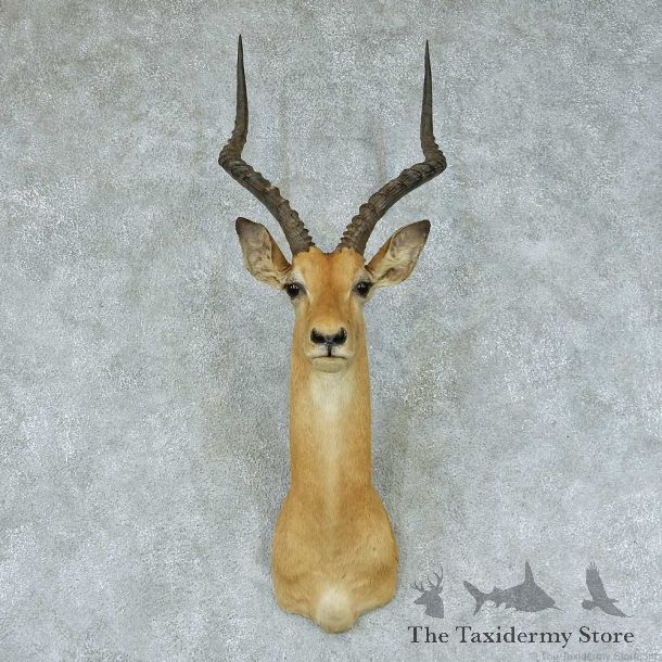 African Impala Taxidermy Shoulder Mount #13416 For Sale @ The Taxidermy Store