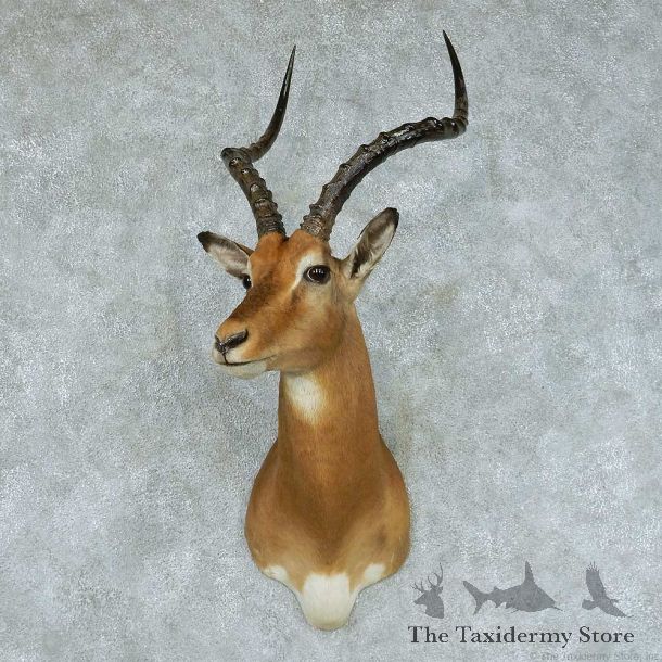 African Impala Taxidermy Shoulder Mount #13417 For Sale @ The Taxidermy Store