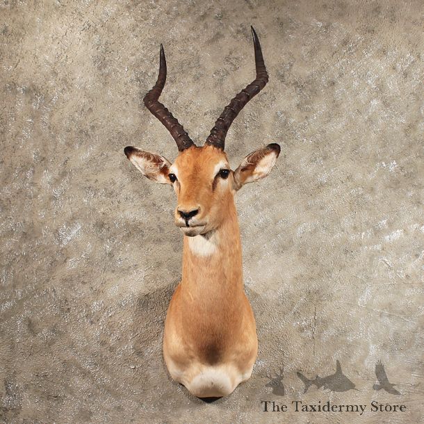 African Impala Shoulder Mount #11415 - For Sale - The Taxidermy Store