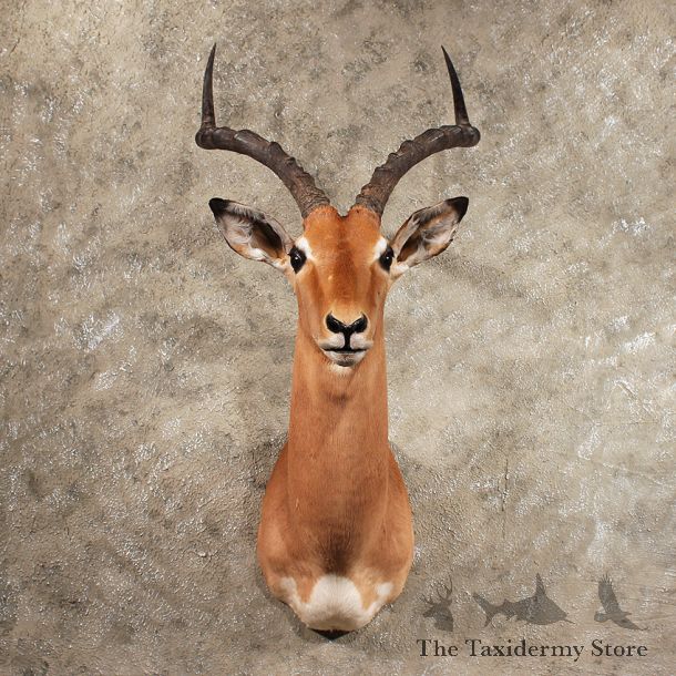 African Impala Shoulder Mount#11416 - The Taxidermy Store