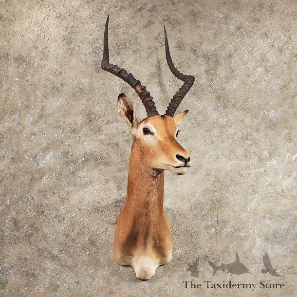 African Impala Shoulder Mount #11417 - The Taxidermy Store