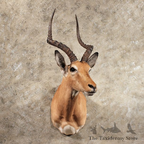 African Impala Shoulder Mount #11418 - For Sale - The Taxidermy Store