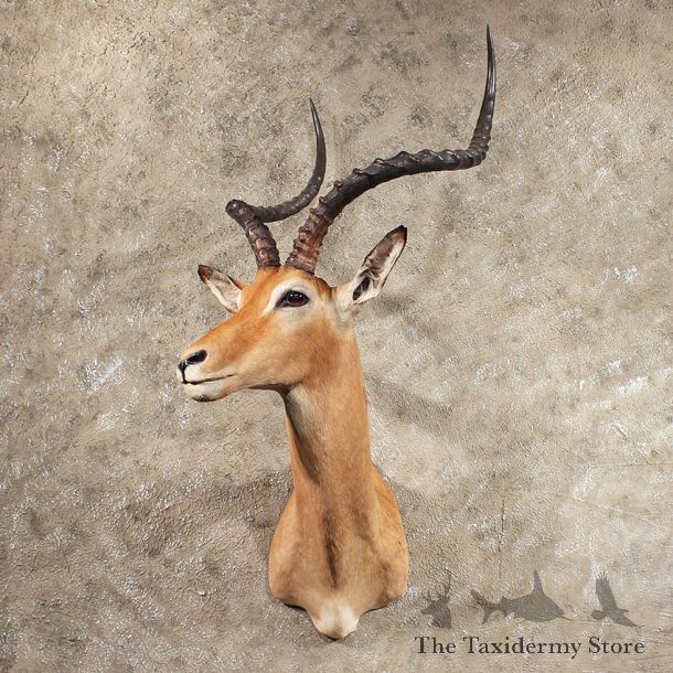 African Impala Shoulder Mount #11419 - For Sale - The Taxidermy Store