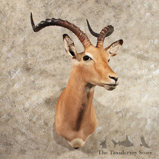 African Impala Shoulder Mount #11421 - For Sale - The Taxidermy Store