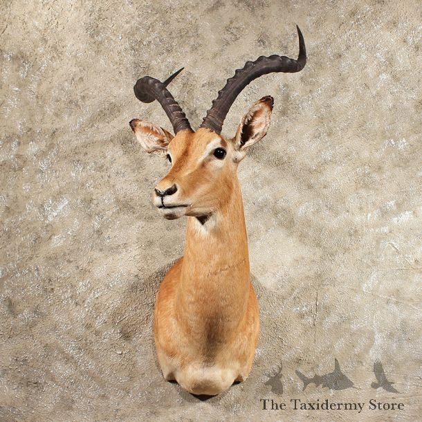 African Impala Shoulder Mount #11422 - For Sale - The Taxidermy Store