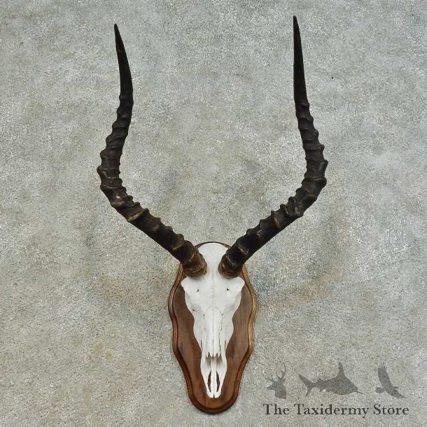 Impala Skull & Horn European Mount For Sale #16361 @ The Taxidermy Store