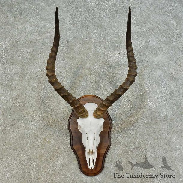 Impala Skull & Horn European Mount For Sale #16362 @ The Taxidermy Store