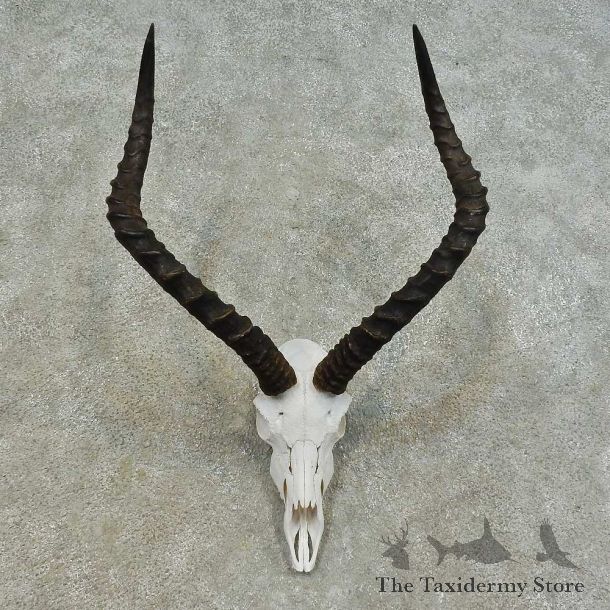 Impala Skull & Horn European Mount For Sale #16363 @ The Taxidermy Store