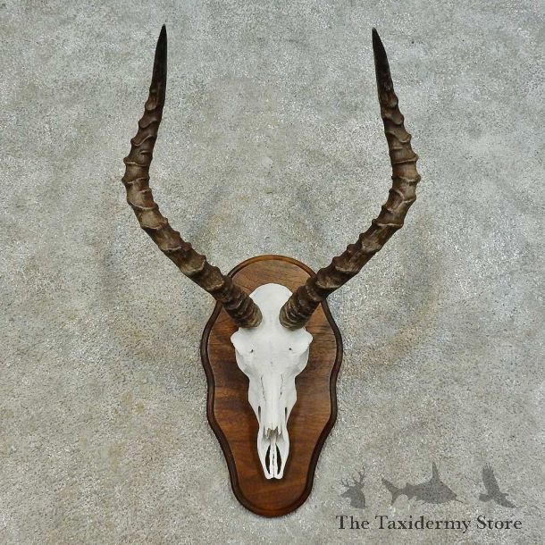 Impala Skull & Horn European Mount For Sale #16364 @ The Taxidermy Store