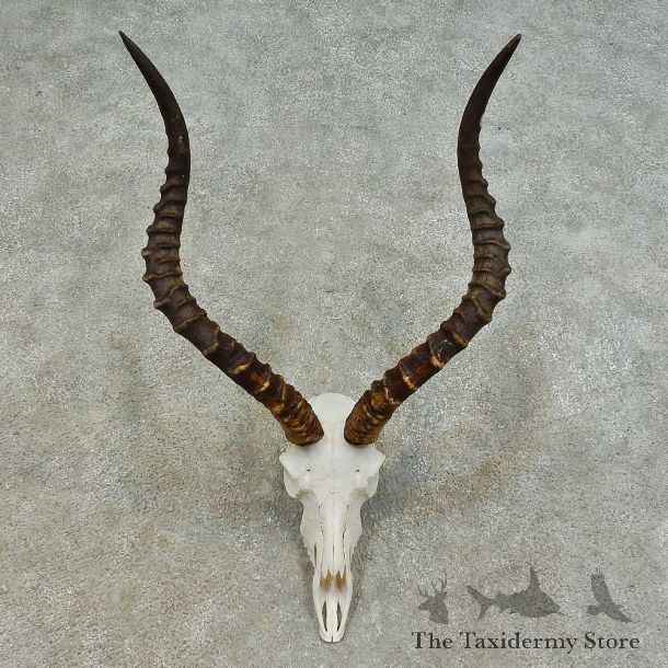 Impala Skull & Horn European Mount For Sale #16365 @ The Taxidermy Store