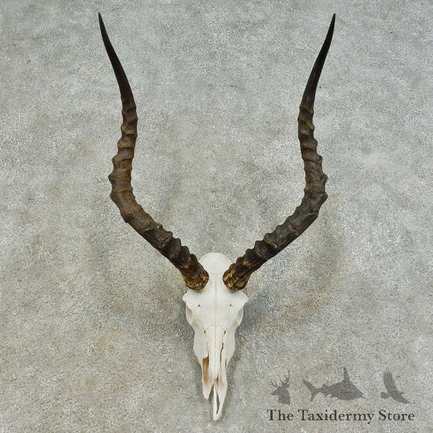 Impala Skull & Horn European Mount For Sale #16366 @ The Taxidermy Store