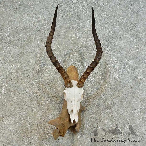 Impala Skull & Horn European Mount For Sale #16368 @ The Taxidermy Store