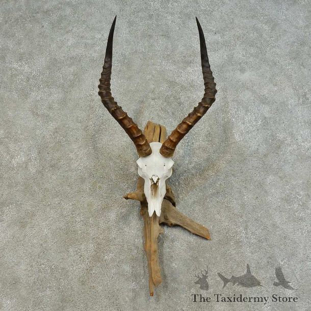 Impala Skull & Horn European Mount For Sale #16370 @ The Taxidermy Store