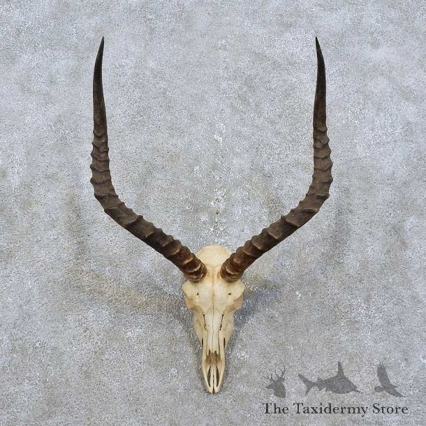 Impala Skull & Horns European Mount For Sale #15825 @ The Taxidermy Store