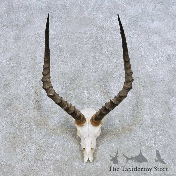 Impala Skull Horns European Mount For Sale #14387 @ The Taxidermy Store