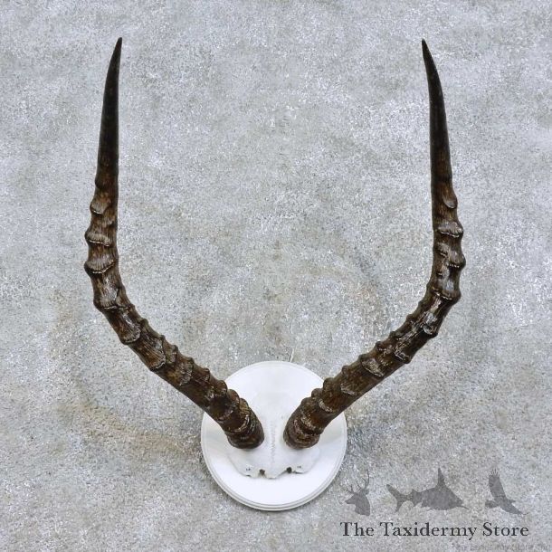 African Impala Horn Plaque For Sale #15724 @ The Taxidermy Store