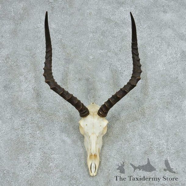 Impala Skull Horns European Mount #13727 For Sale @ The Taxidermy Store