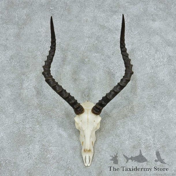 Impala Skull Horns European Mount #13729 For Sale @ The Taxidermy Store